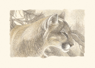 Where We Never Wander (Cougar)